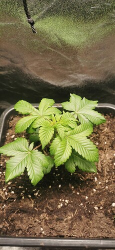 Growreport Bild 11
