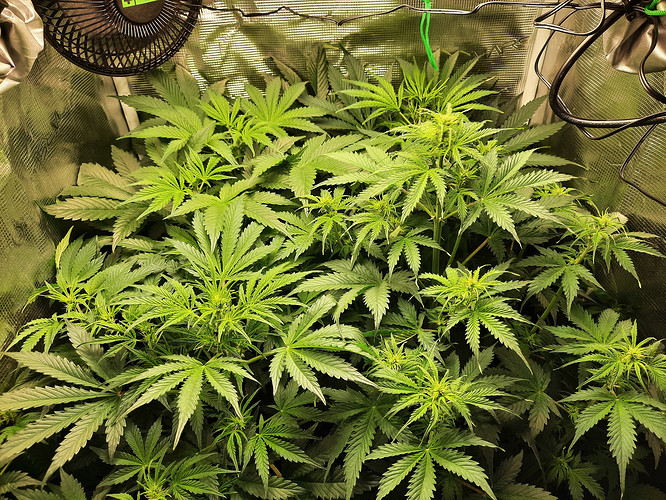Growreport Bild 1