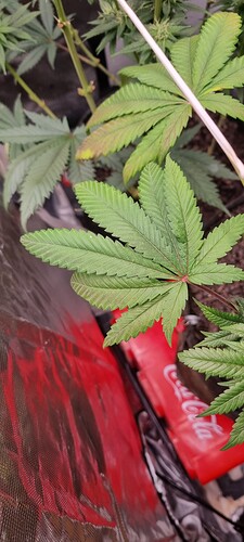 Growreport Bild 17