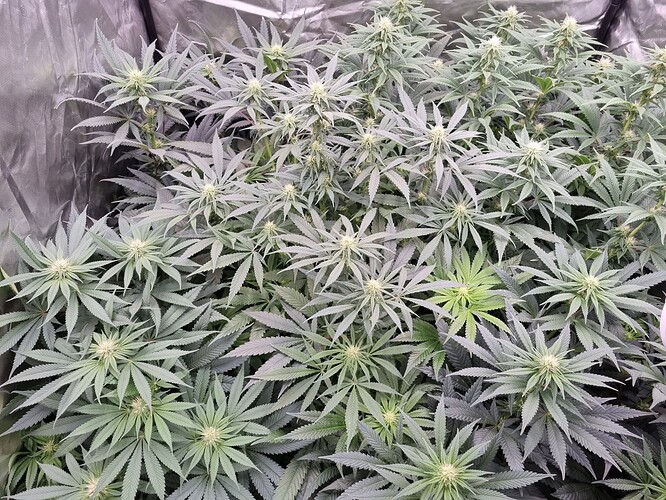 Growreport Bild 26