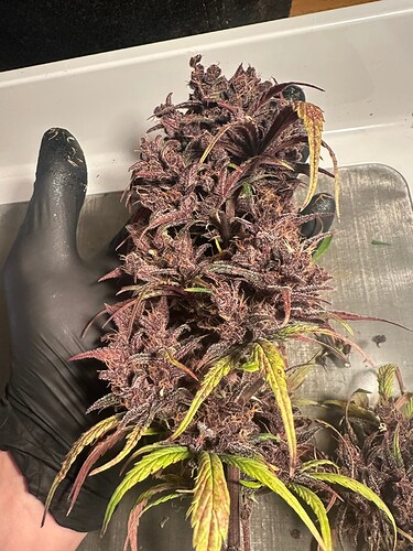 Growreport Bild 6
