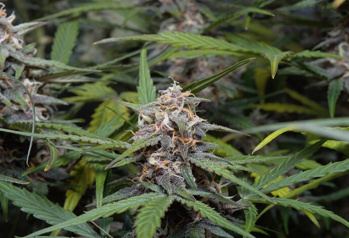 Growreport Bild 4