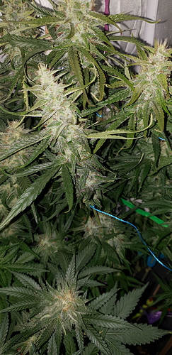 Growreport Bild 15