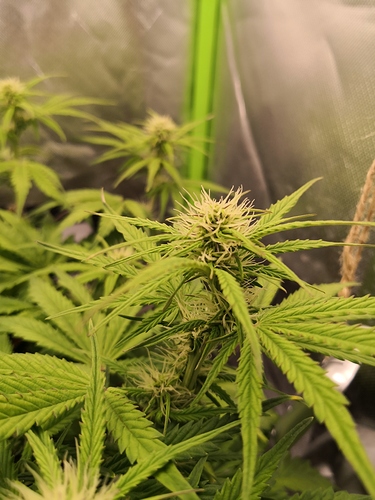 Growreport Bild 4