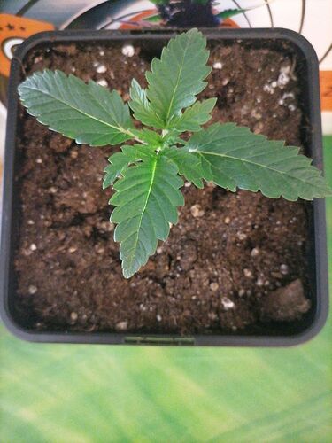 Growreport Bild 56