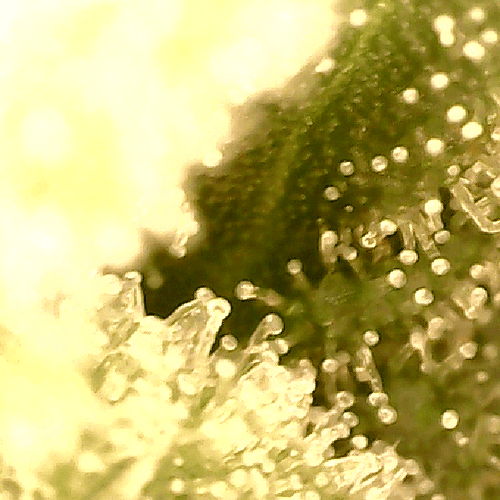 Growreport Bild 5