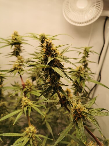 Growreport Bild 4