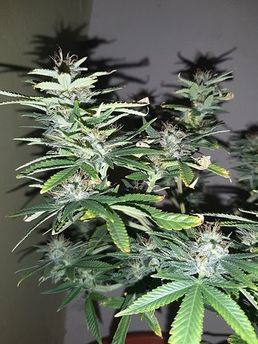 Growreport Bild 3