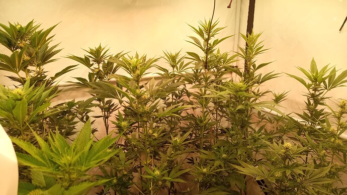 Growreport Bild 77