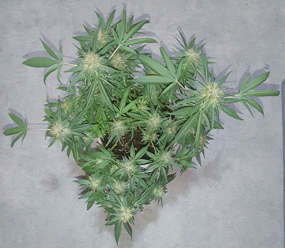 Growreport Bild 5