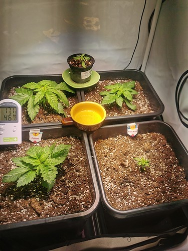 Growreport Bild 2