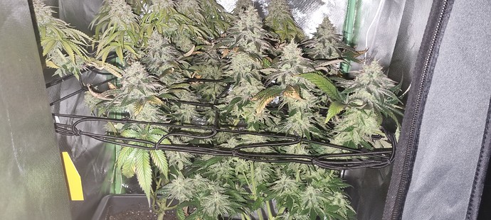 Growreport Bild 33