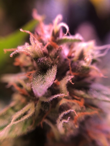 Growreport Bild 38