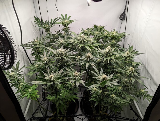 Growreport Bild 1