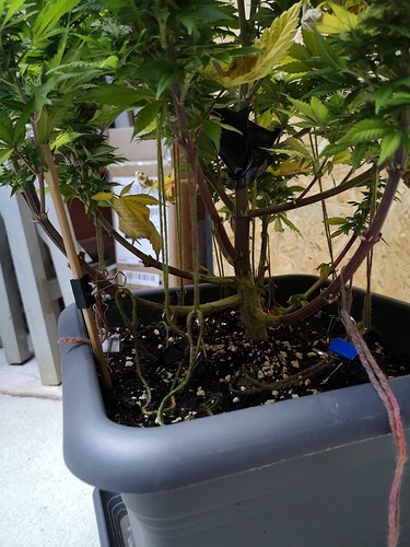 Growreport Bild 7