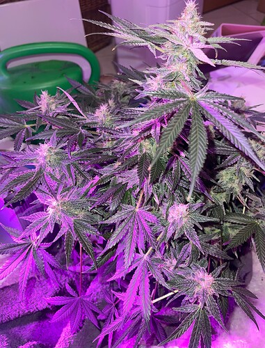 Growreport Bild 9