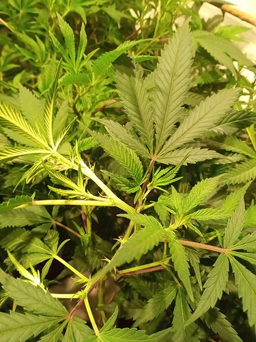 Growreport Bild 37