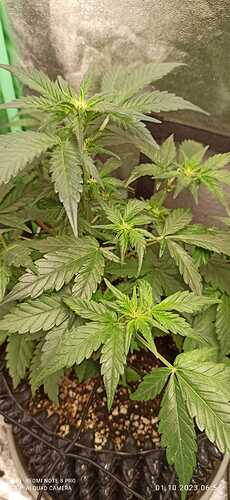 IMG-20231001-WA0009