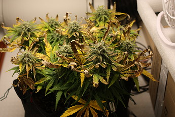 Growreport Bild 10