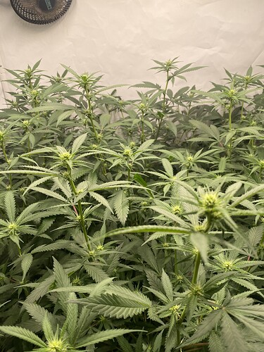 Growreport Bild 6