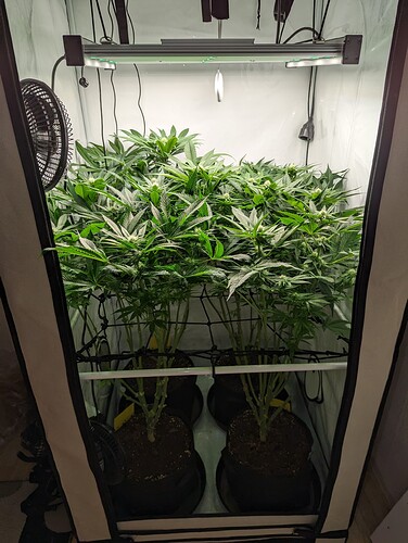 Growreport Bild 2