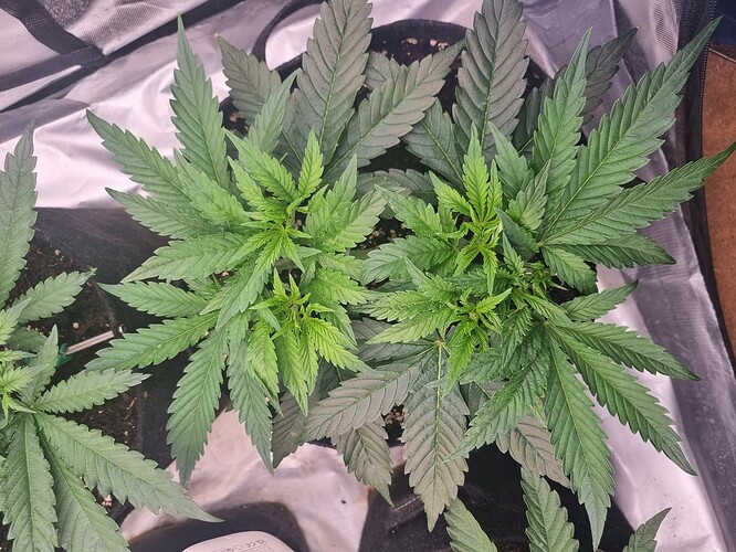 Growreport Bild 41