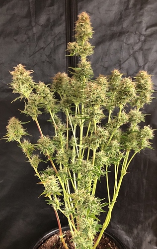 Growreport Bild 6