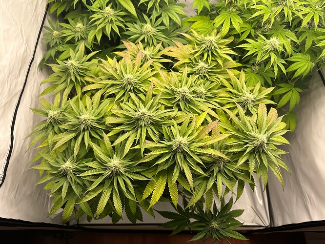 Growreport Bild 2