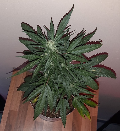 Growreport Bild 8