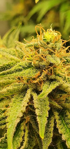 Growreport Bild 3