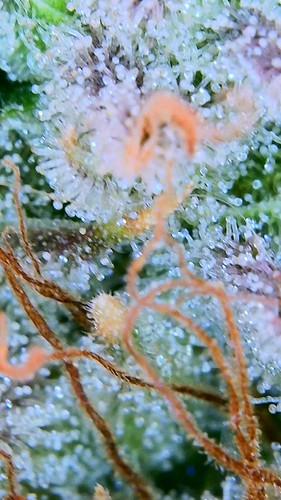 Growreport Bild 23