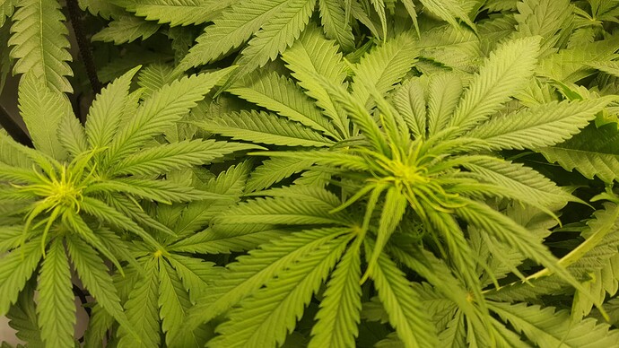 Growreport Bild 11