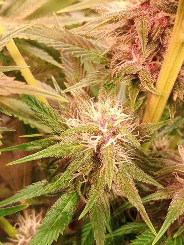 Growreport Bild 8