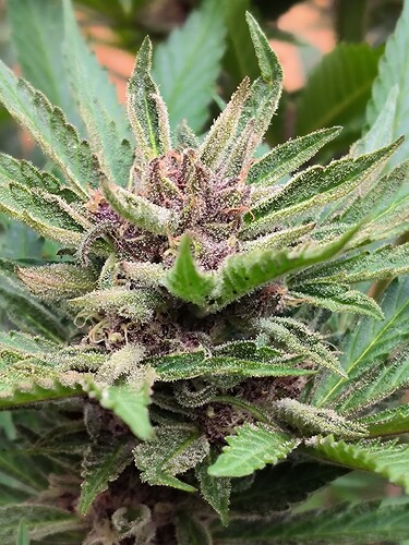 Growreport Bild 9