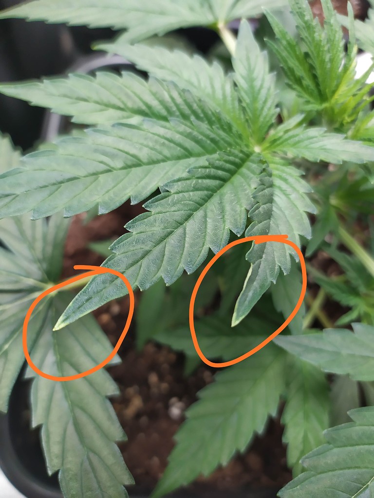 Obere Blattspitzen leicht gelb GrowProbleme Forum