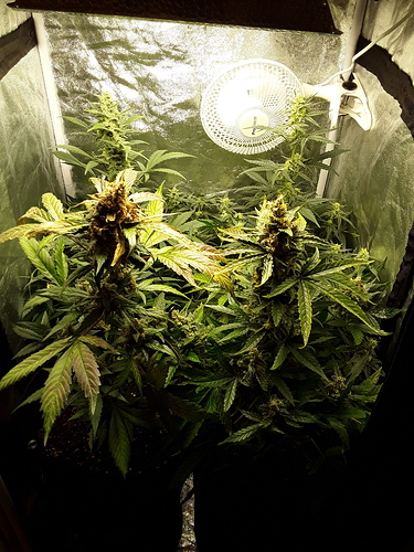 Growreport Bild 8