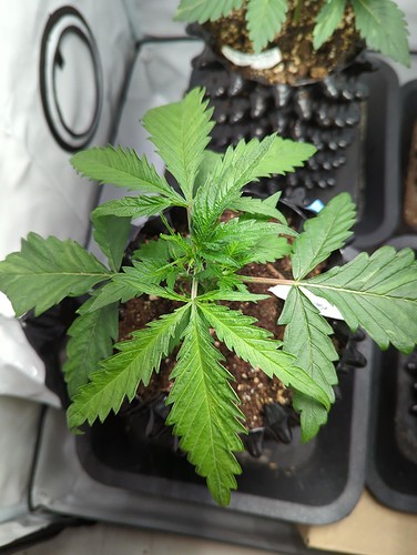 master_kush_wt10