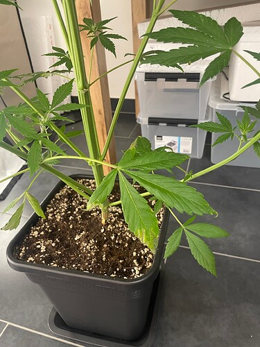 Growreport Bild 32