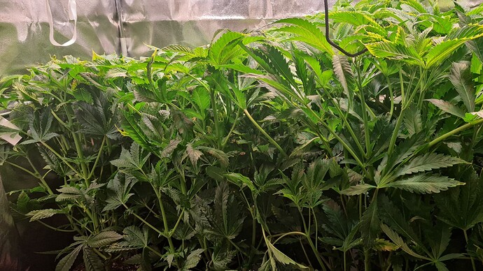 Growreport Bild 5