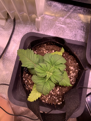 Growreport Bild 7