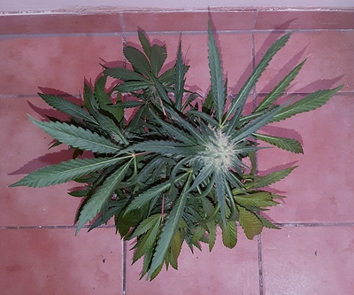 Growreport Bild 5