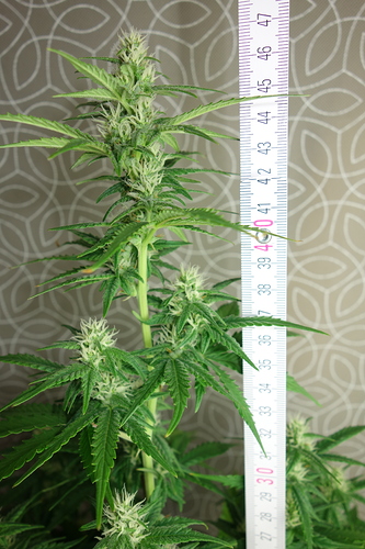 Growreport Bild 1