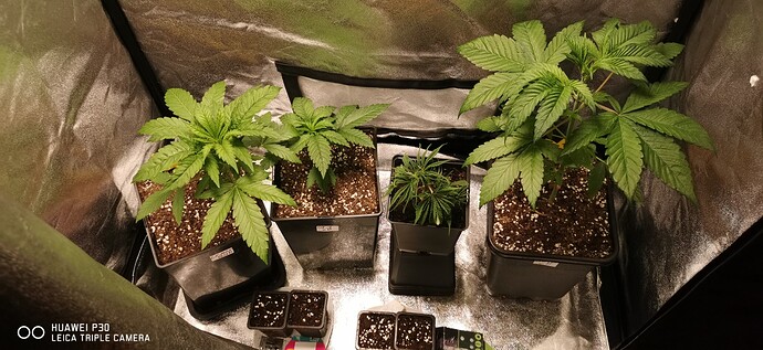 Growreport Bild 42