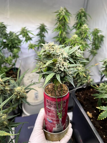 Growreport Bild 22