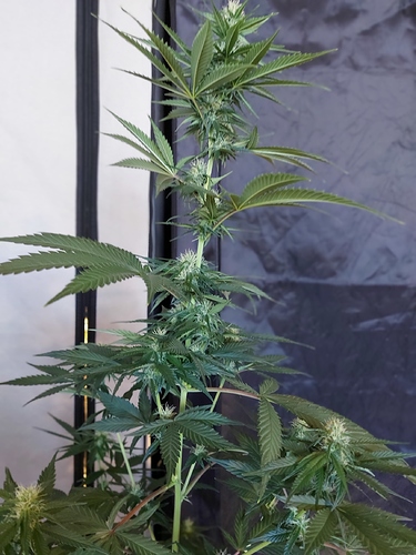 Growreport Bild 12