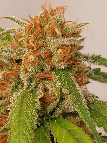 Growreport Bild 4