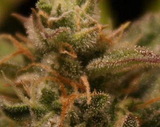 Growreport Bild 14
