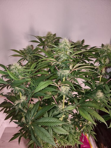 Growreport Bild 4