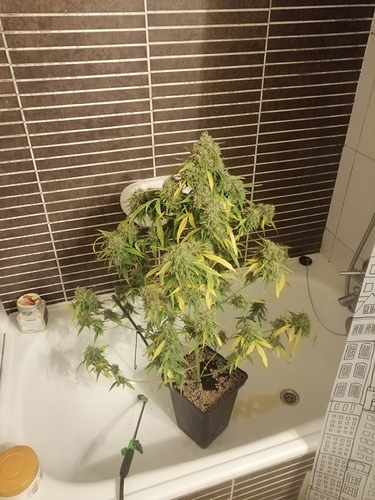 Growreport Bild 1
