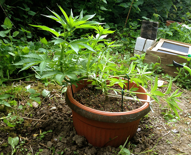 Growreport Bild 9
